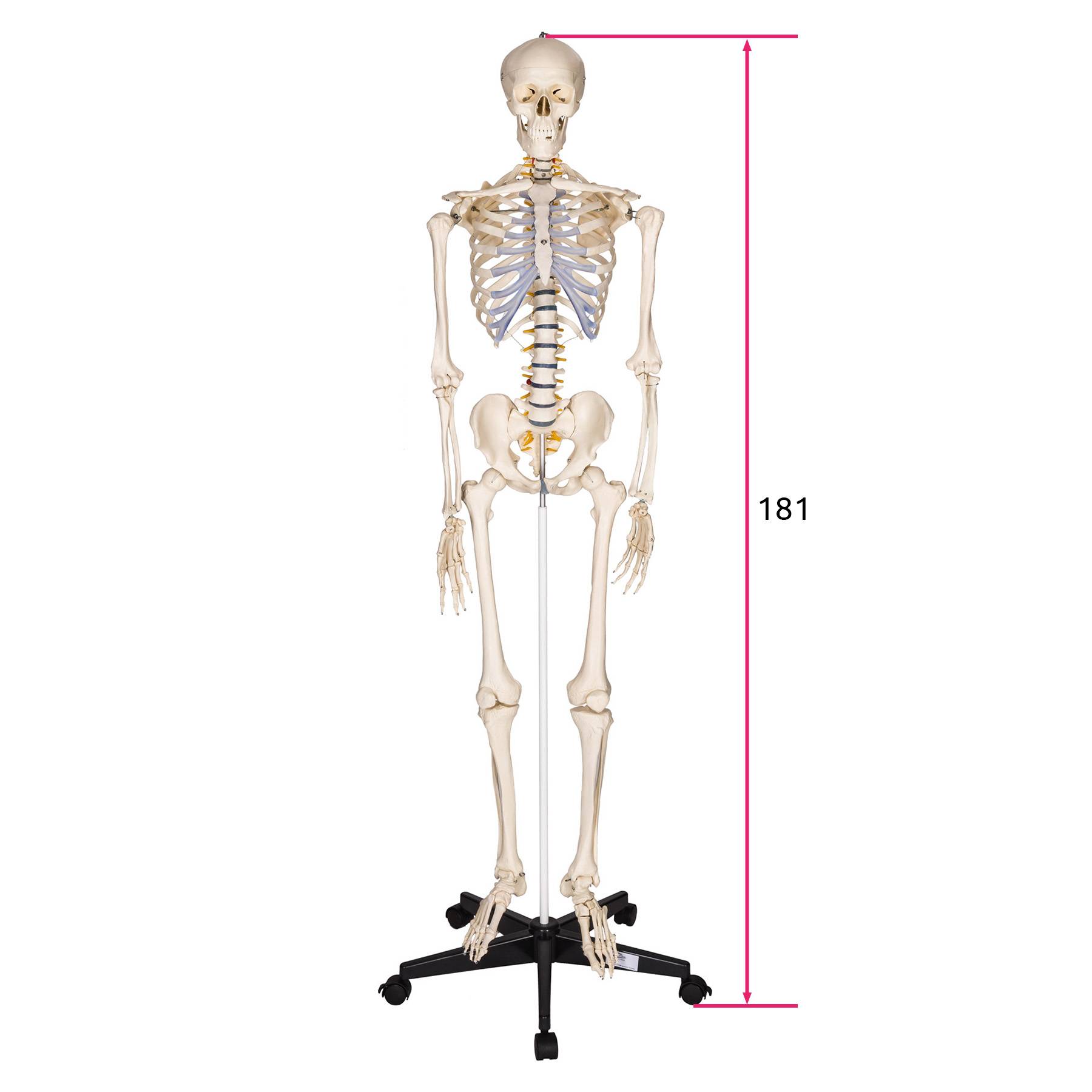 Modello Scheletro Di Gatto A Grandezza Naturale 21cm - Perfetto Per Studi Veterinari E Curiosi! - 5