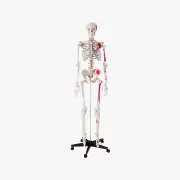 Modelli anatomici scheletro umano
